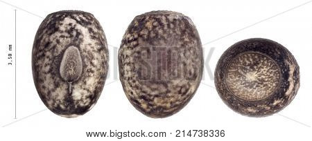 Egg of stick insects - Peruphasma schultei