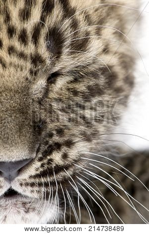 close-up on a closed eye of a  Persian leopard Cub (6 weeks) in front of a white background