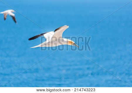 Closeup Of One Isolated White Gannet Bird Searching For Partner By Blue Ocean Bay On Bonaventure Isl