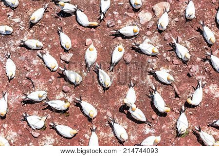 Aerial Flat Top View Of White Gannet Bird Colony Perched Nesting On Cliff Ground On Bonaventure Isla