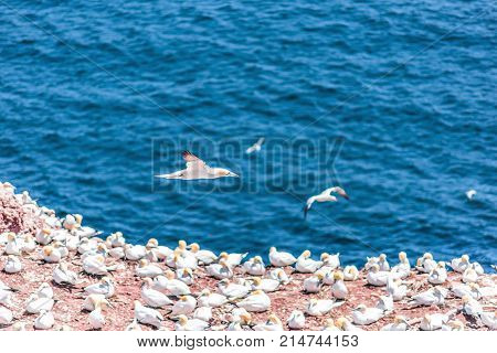 Overlook Of White Gannet Birds Colony Nesting On Cliff On Bonaventure Island In Perce, Quebec, Canad
