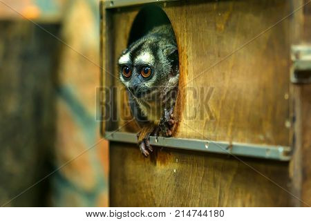 Close-up of three-striped night monkey or Aotus trivirgatus