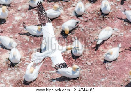 Aerial Flat Top View Of White Gannet Bird Colony Nesting On Cliff On Bonaventure Island In Perce, Qu