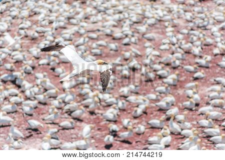 Aerial Flat Top View Of White Gannet Bird Colony Nesting On Cliff On Bonaventure Island In Perce, Qu