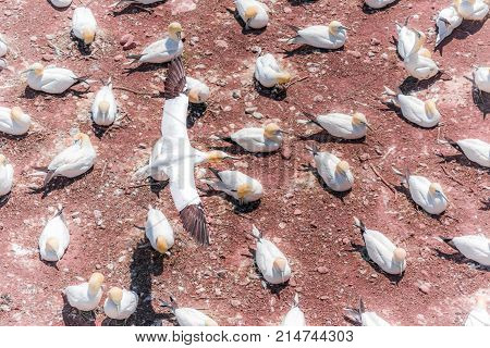 Aerial Flat Top View Of White Gannet Bird Colony Nesting On Cliff On Bonaventure Island In Perce, Qu