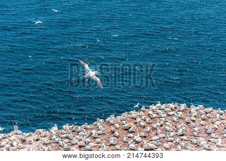 Overlook Of White Gannet Birds Colony Nesting On Cliff On Bonaventure Island In Perce, Quebec, Canad