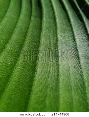 Closeup of a part of a banana leaf blade, the lamina. Network of parallel veins, the vascular bundles, of different rank are transporting water and nutrition within the leaf.