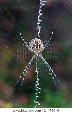 Argiope Lobata
