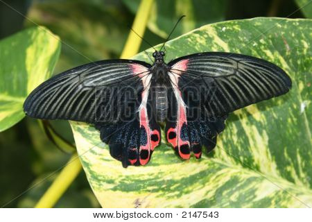 Butterfly1
