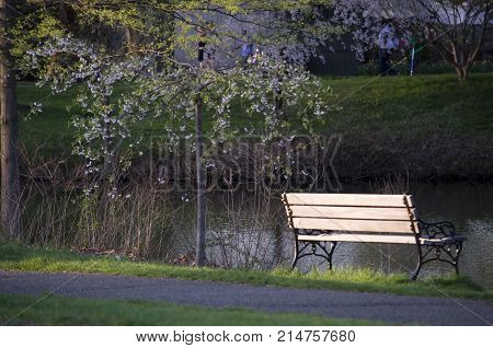 Elizabeth Park Four: A Beautiful serine background with a bench beside a pond and white flower tree in Elizabeth Park West Hartford