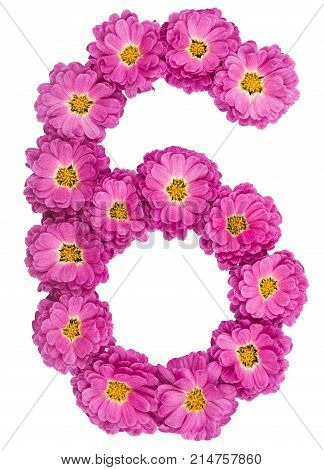 Arabic Numeral 6, Six, From Flowers Of Chrysanthemum, Isolated On White Background