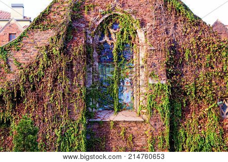 Historic gothic style brick church with plant vines covering the stained glass window and building