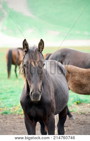 Lonely beautiful horse portrait close-up on green high mountain pastures in the summer in the mountains of Elbrus in the North Caucasus