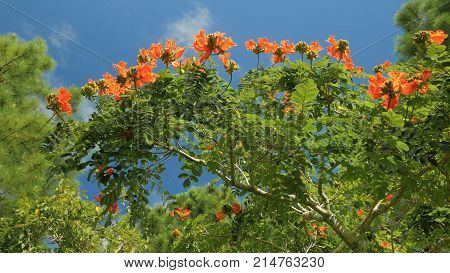 The flowers on a Geiger tree in Florida