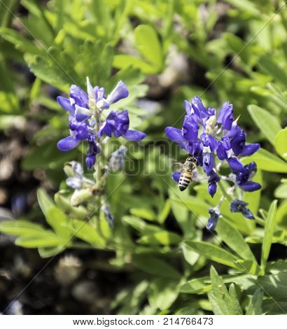 Honey Bee flying by a Texas Blue Bonnet flower