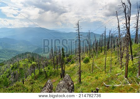 Top Of Kokuya Mountain. Altai Republic. Russia