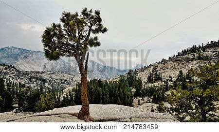 Isolated Tree at Scenic Olmsted Point - Dramatic