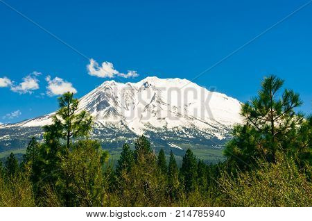 forest on background mountains with snow-covered top