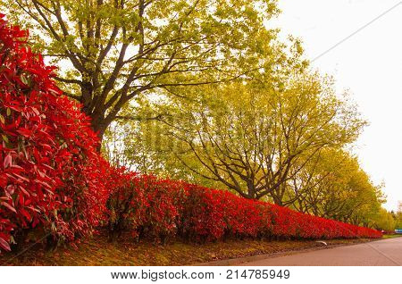 red bushes on background trees in fall