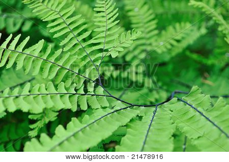 Adiantum Aleuticum, zachodniej niekropień