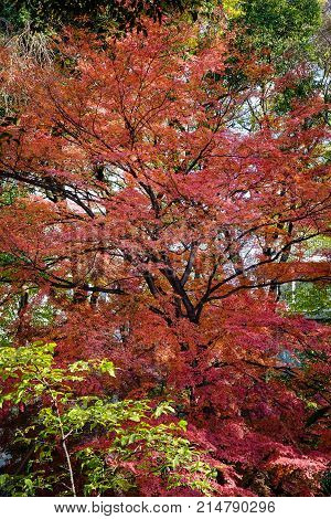 Autumn Scenery In Tokyo, Japan