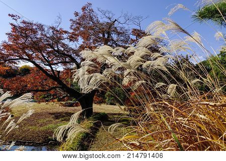 Autumn Scenery In Tokyo, Japan