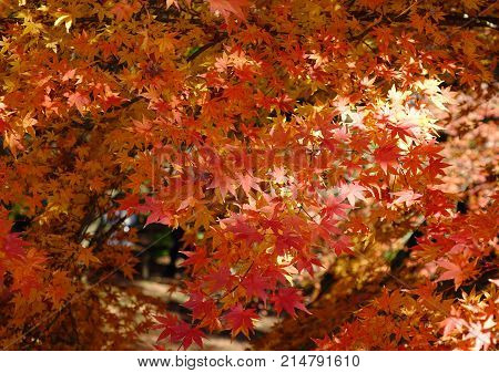 Autumn Scenery In Tokyo, Japan
