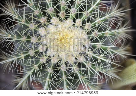 Close up of Golden Barrel Cactus on a pot, top view.