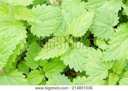 green leaves of nettle background, nature texture
