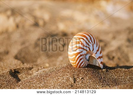 nautilus pompilius sea shell seashell on black sand beach, Isle of Wight
