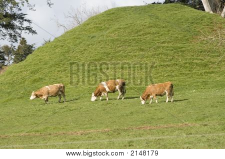 Rural
