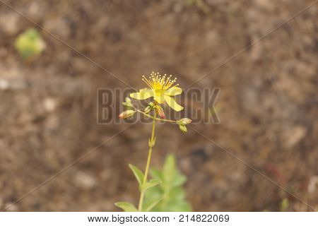 Flower Of The St. John Wort Hypericum Quartinianum