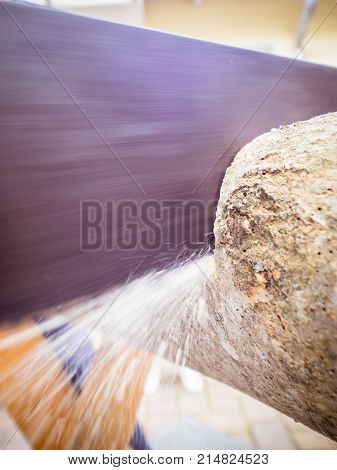 The tree trunk is sawn by groom