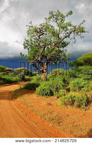African dirt road and big sausage tree (Kigelia africana) is a typical plant in tropical Africa shown at sunset near Manyara Lake Tanzania