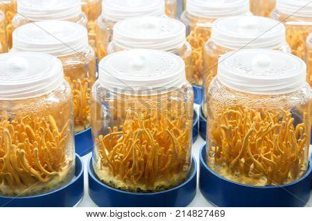 Cordyceps militaris mushroom in a glass bottles. (Scientific name:Ophiocordyceps sinensis) Cordyceps militaris will grow within a glass bottle. Asians are used as a body tonic.