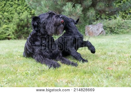 Puppy and adult dog of Giant Black Schnauzer Dog are playing on the lawn in the garden.