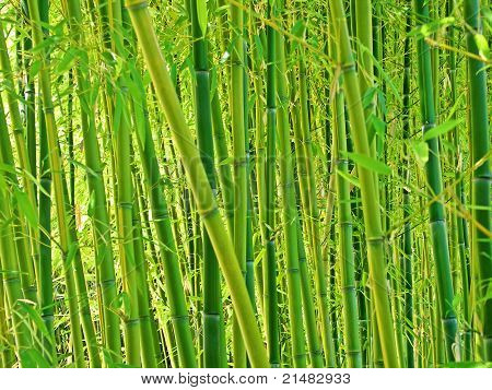 Floresta de bambu verde