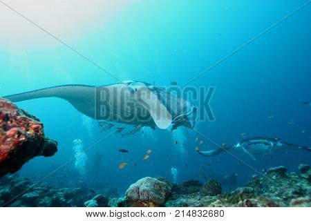 Manta Ray Diving Underwater Galapagos Islands Pacific Ocean