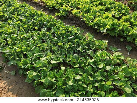 view of green vegetable in grwoth at garden