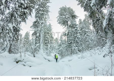 Happy Tourist Girl With A Backpack Walks In A Winter Forest Among Large Trees