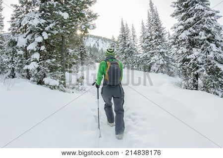 Happy Tourist Girl With A Backpack Walks In A Winter Forest Among Large Trees