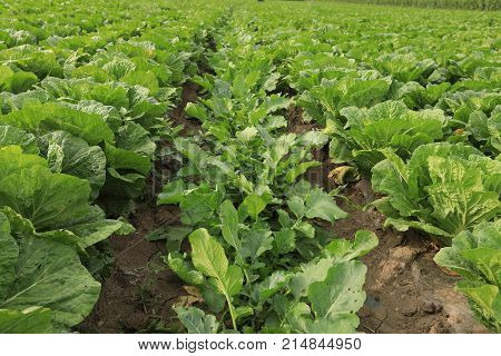 closeup of green vegetable in growth at garden