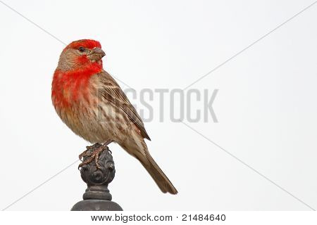 House Finch Looking Back