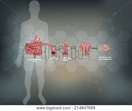 Small Intestine Lining Detailed Anatomy