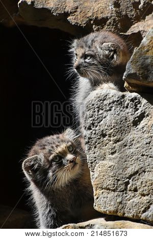 Close Up Portrait Of Two Manul Kittens