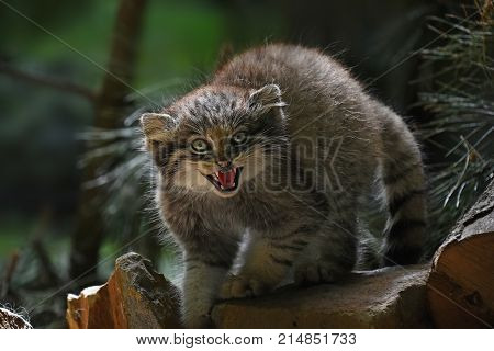 Close Up Portrait Of Manul Kitten Hissing
