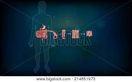 Small Intestine Lining