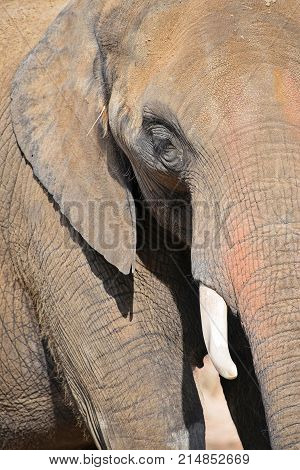 Extreme Close Up Half Profile Portrait Of Elephant