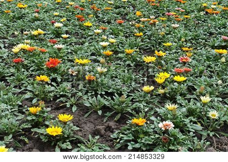 Lots Of Bright Colorful Flowers Of Gazania