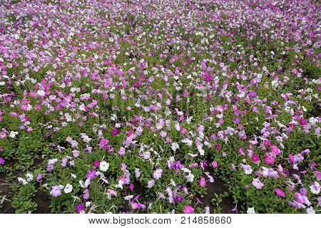 Lots Of Flowering Petunias In The Flowerbed